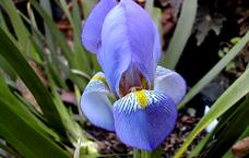 iris lazica (2)